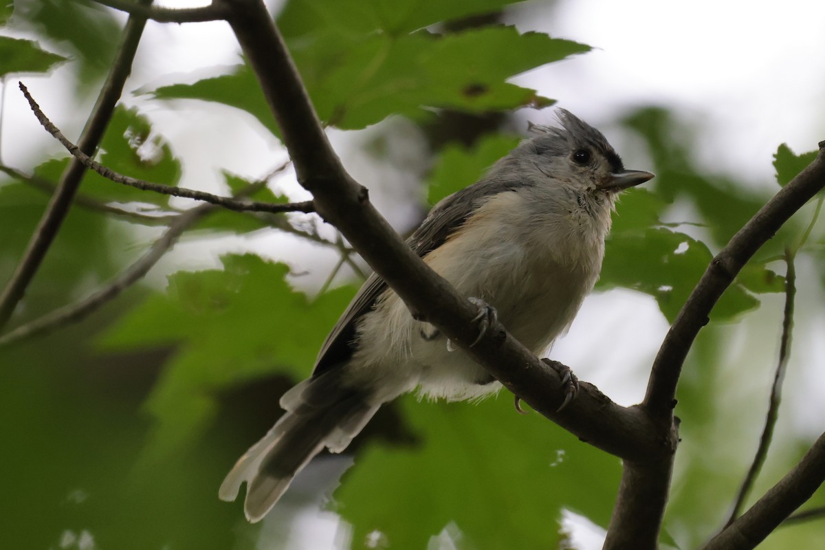 Tufted Titmouse - Chris Kennelly