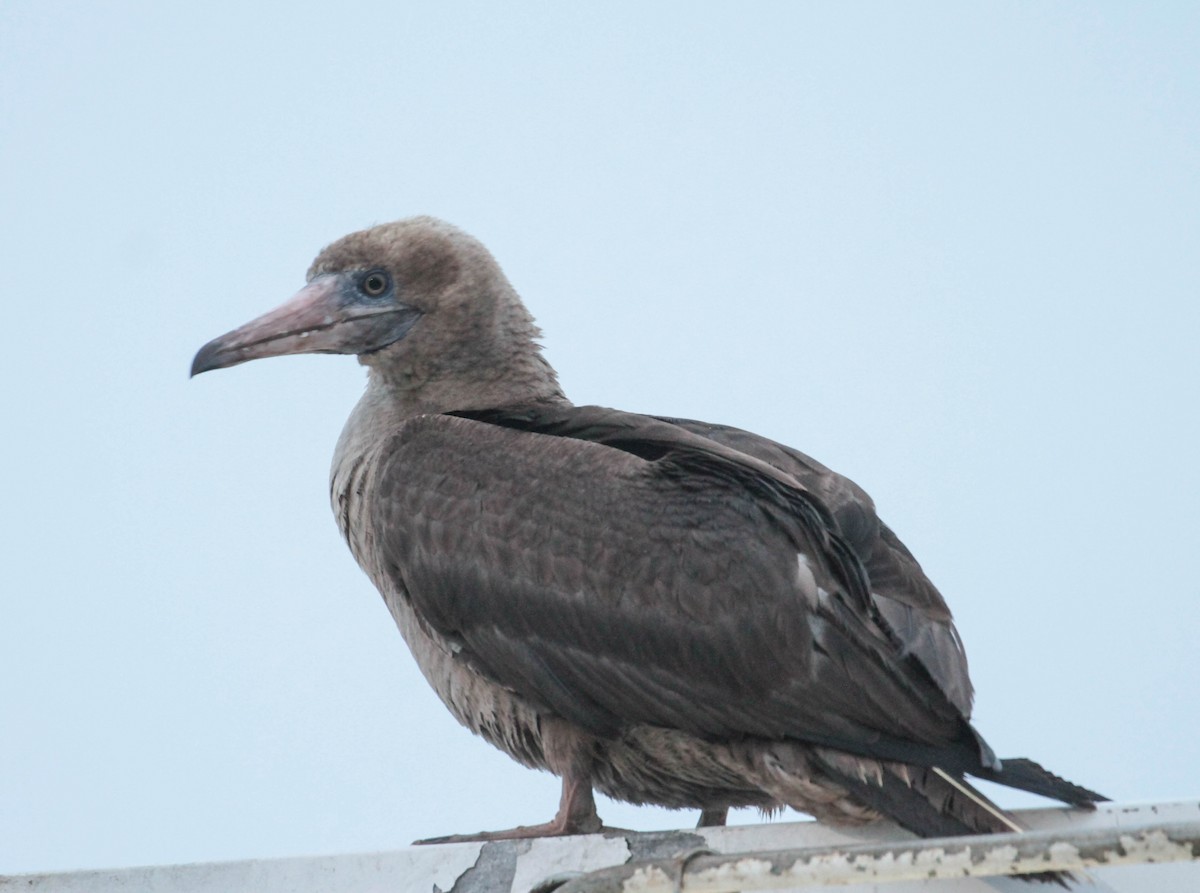Red-footed Booby - ML372893111