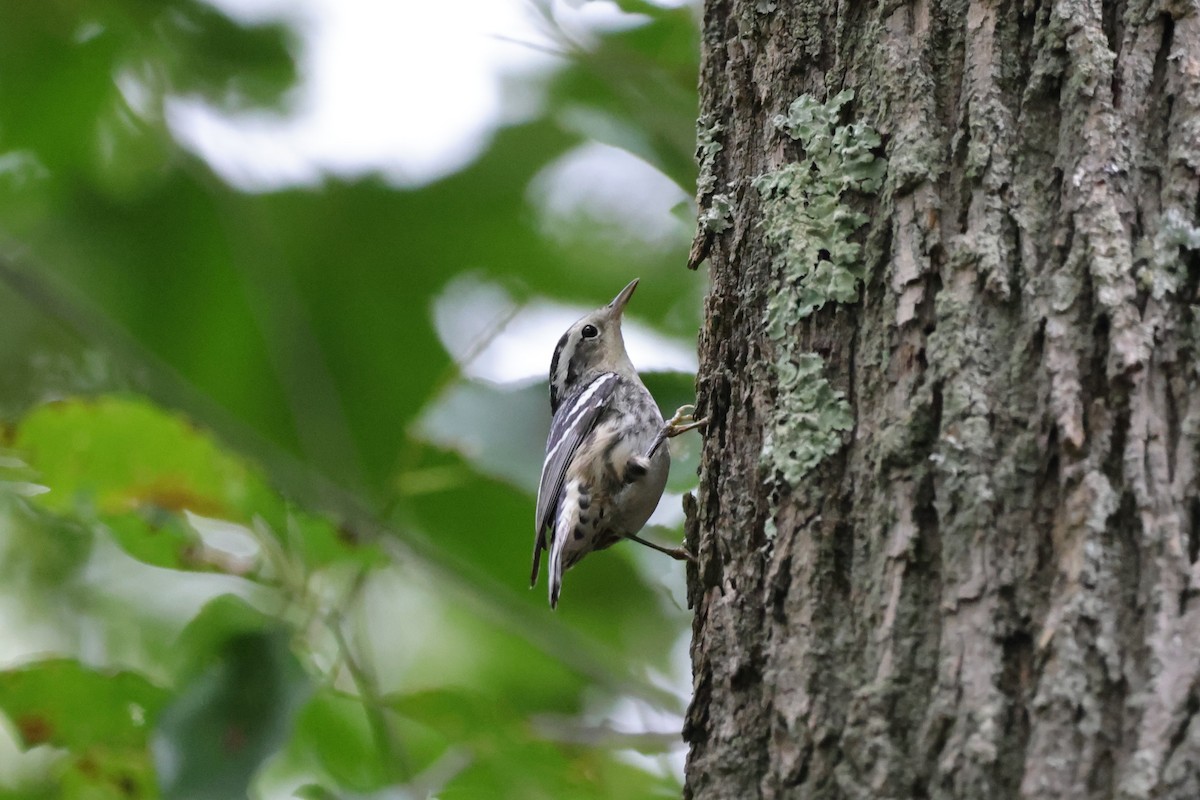 Black-and-white Warbler - Chris Kennelly
