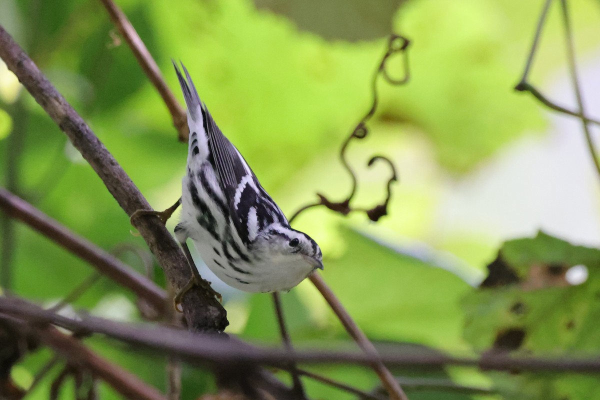Black-and-white Warbler - ML372893961