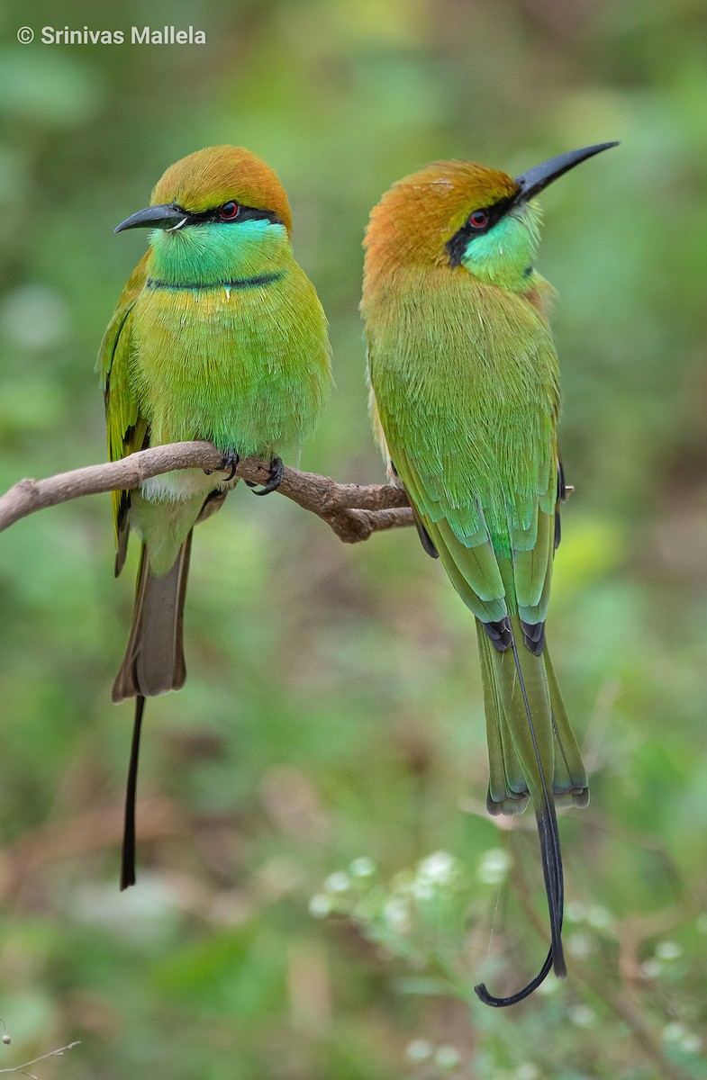 Asian Green Bee-eater - Srinivas Mallela