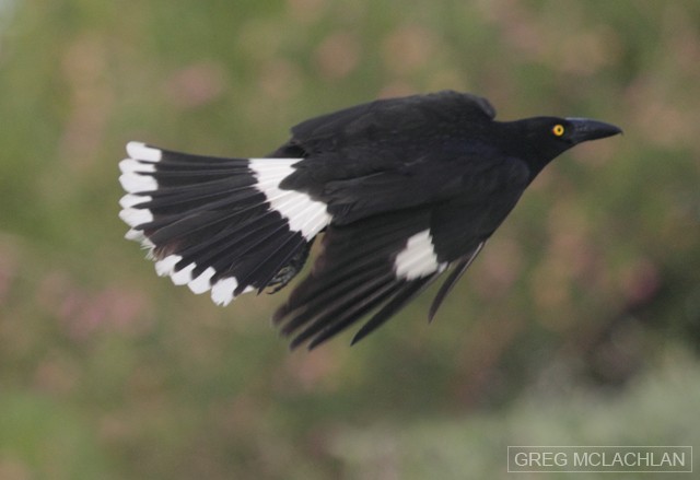 Pied Currawong - Greg McLachlan