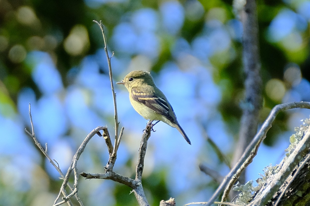 Yellow-bellied Flycatcher - James Smithers