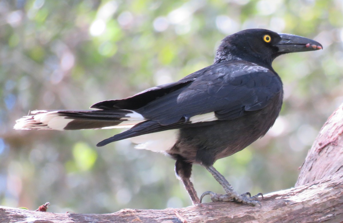 Pied Currawong - ML372908061