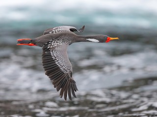  - Red-legged Cormorant