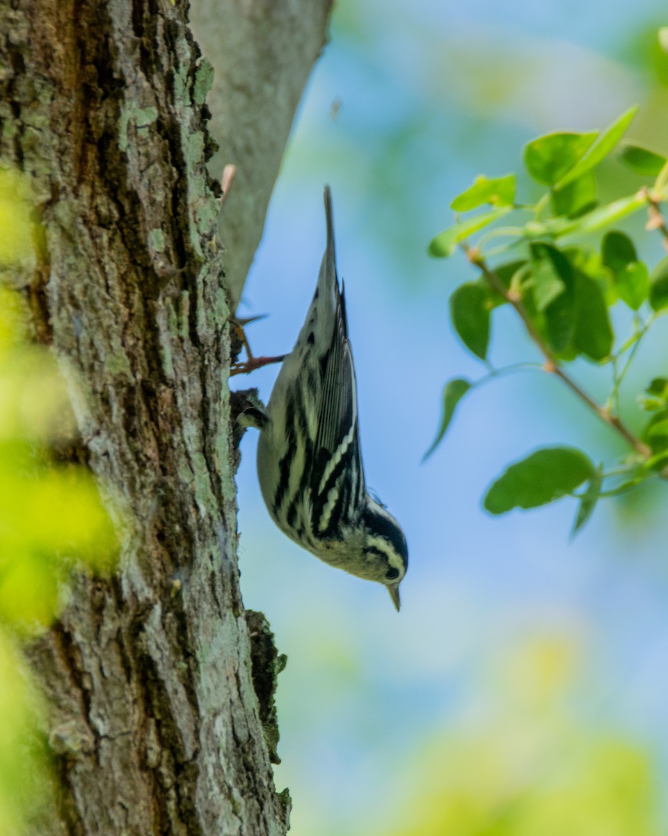 Black-and-white Warbler - ML372909631