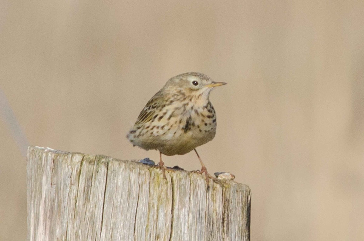 Meadow Pipit - ML37290981