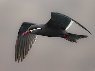 Inca Tern - Larosterna inca - Birds of the World