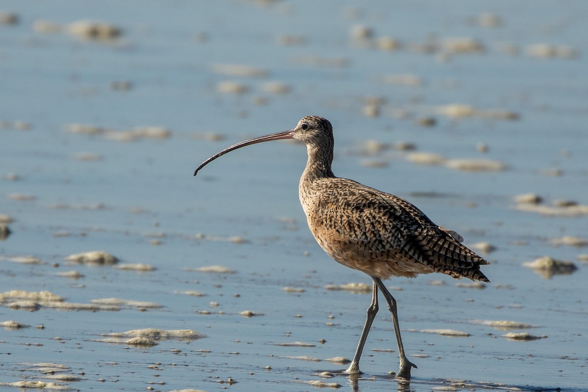 Long-billed Curlew - ML372911241