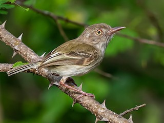  - Pearly-vented Tody-Tyrant