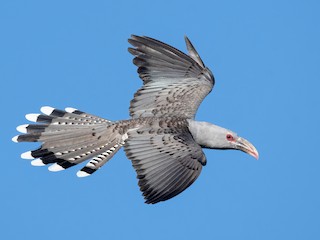  - Channel-billed Cuckoo