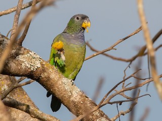  - Scaly-headed Parrot