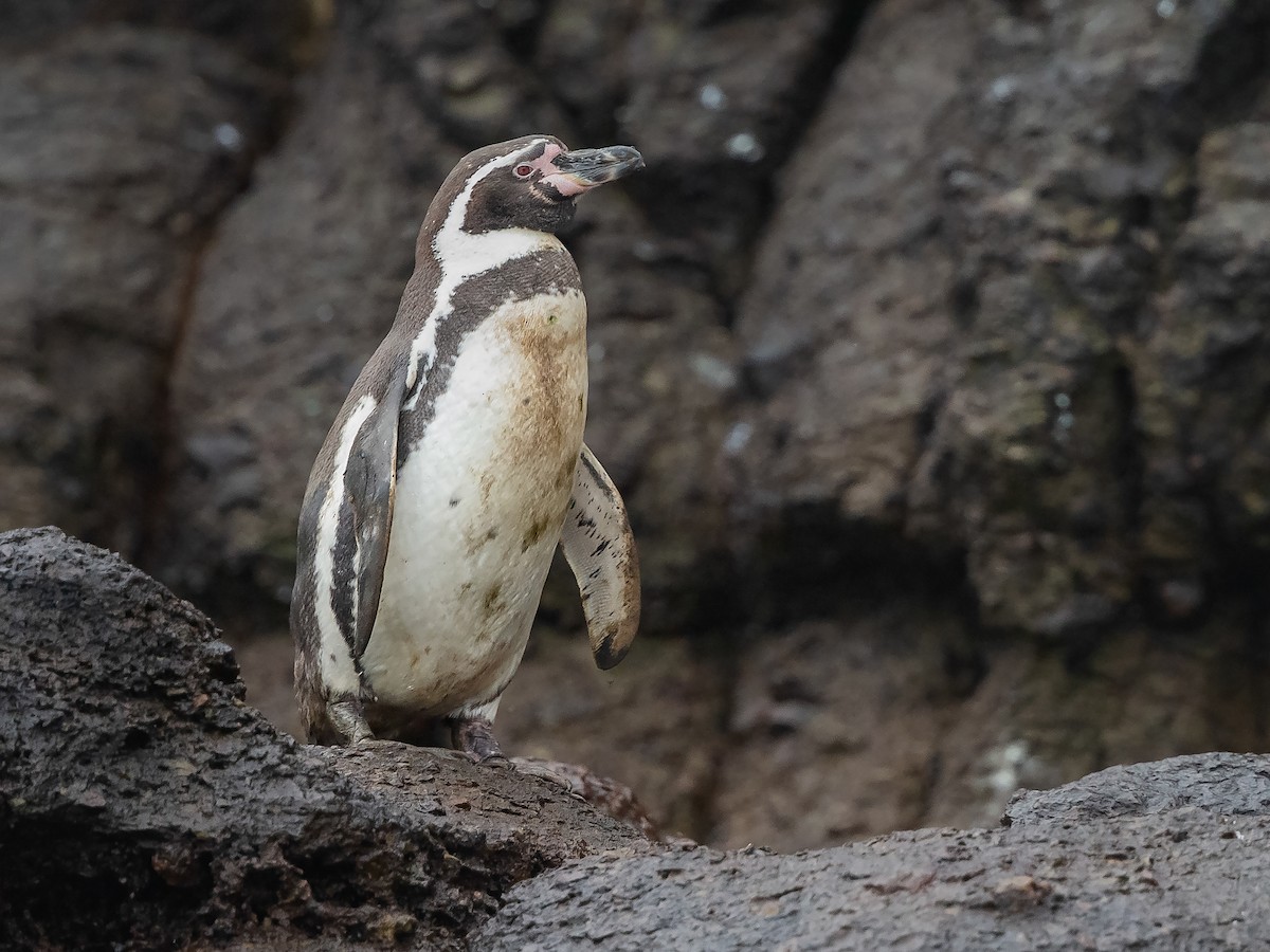 フンボルトペンギン Ebird