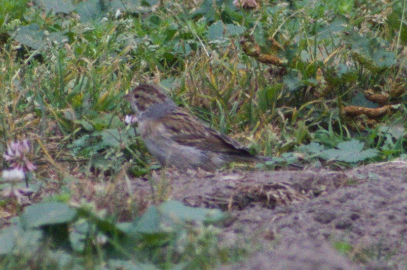 Clay-colored Sparrow - ML372917431