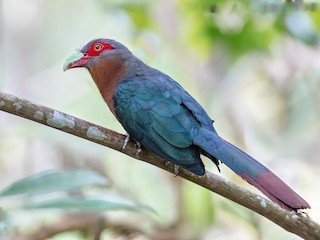  - Chestnut-breasted Malkoha