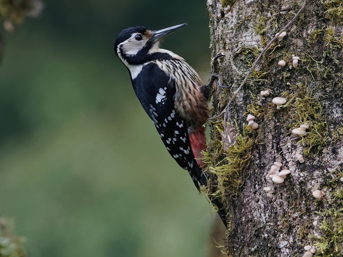 White-backed Woodpecker - Dendrocopos leucotos - Birds of the World