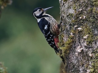  - White-backed Woodpecker