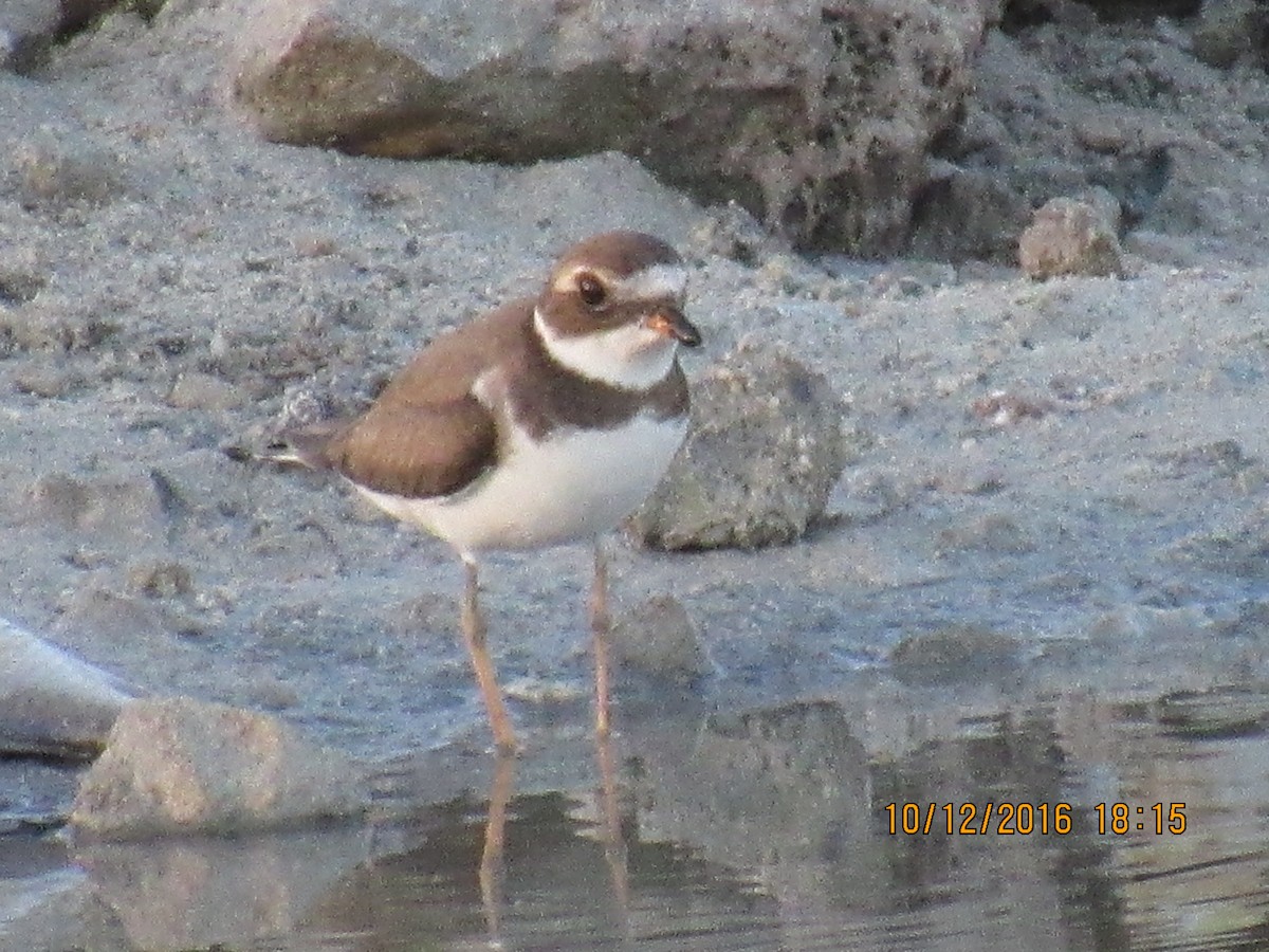 Semipalmated Plover - ML37292271