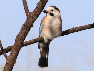  - Eurasian Jay