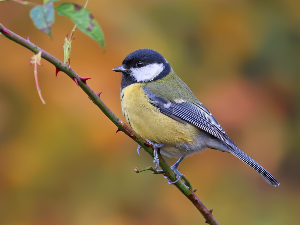 The great tit taking a bath, The Great Tit (Parus major) is…