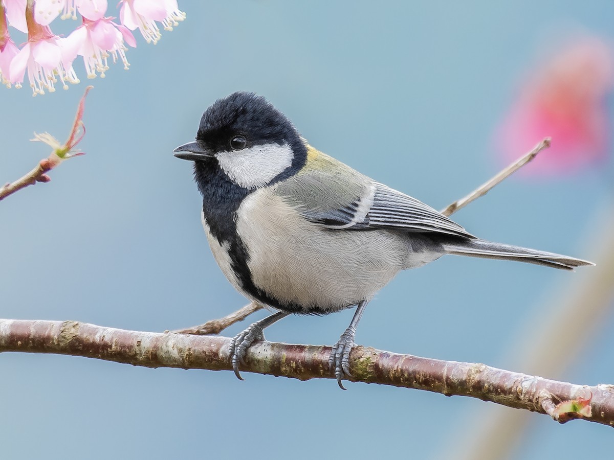 シジュウカラ Ebird