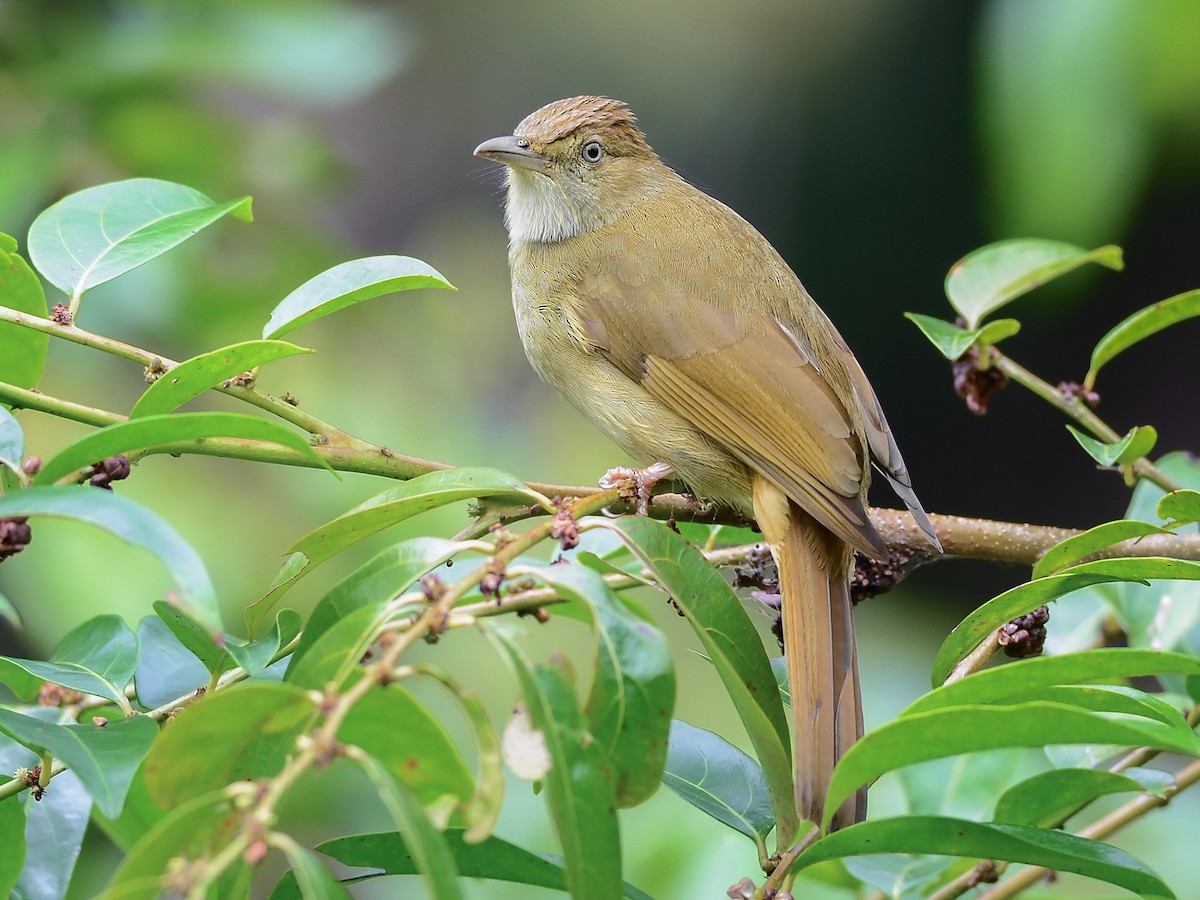 Gray-eyed Bulbul - Iole propinqua - Birds of the World