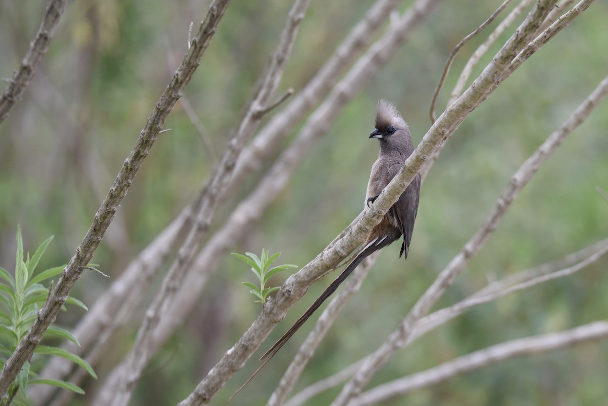 Speckled Mousebird - ML372926911