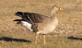 Greater White-fronted Goose, ML372928041