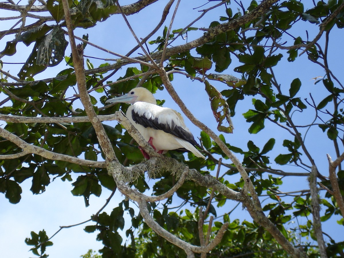 Red-footed Booby - ML372930381