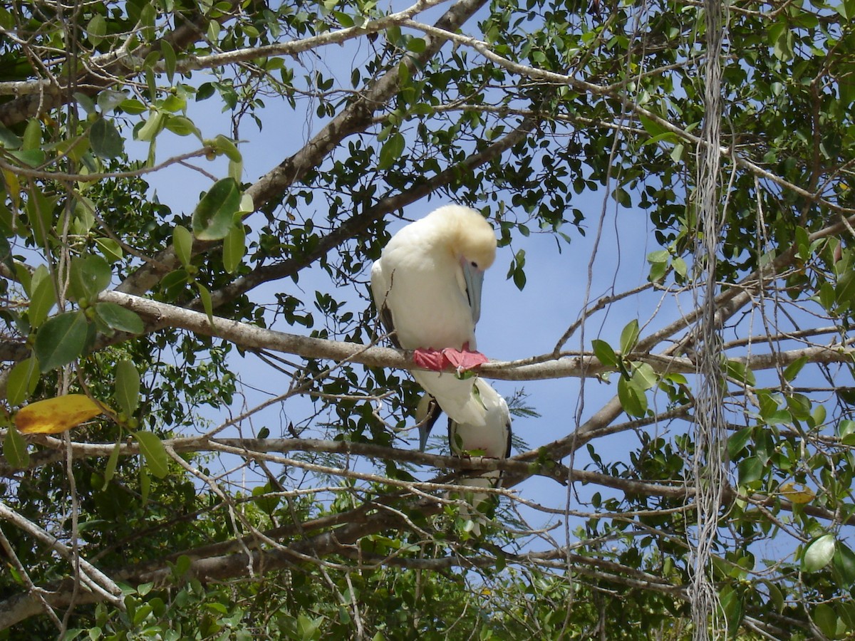 Red-footed Booby - ML372930391