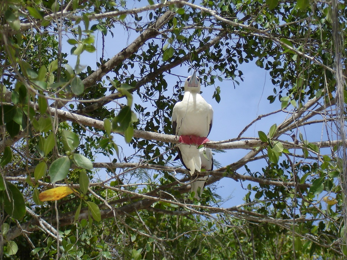 Red-footed Booby - ML372930401