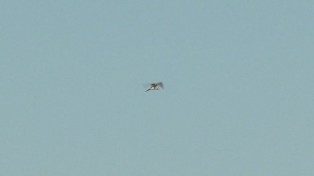 Black-shouldered Kite - ML372932691
