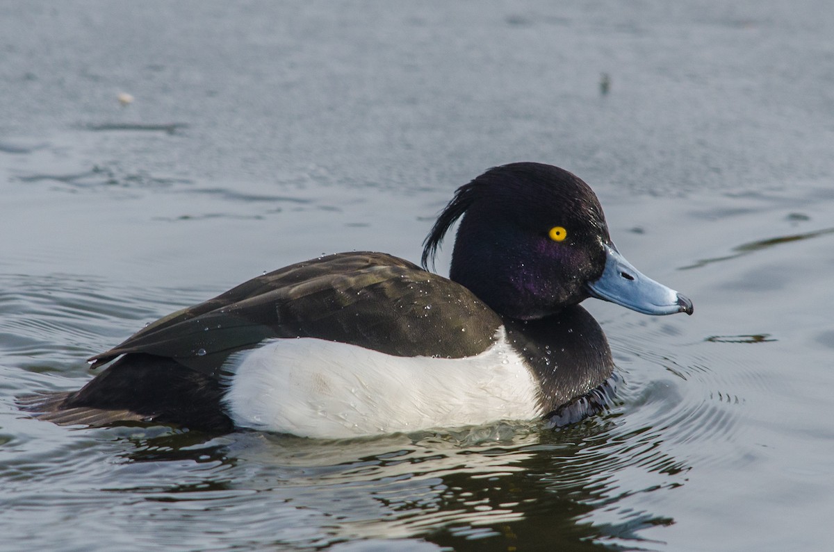 Tufted Duck - ML37293681