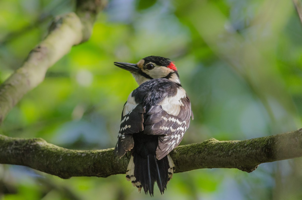 Great Spotted Woodpecker - ML37293811