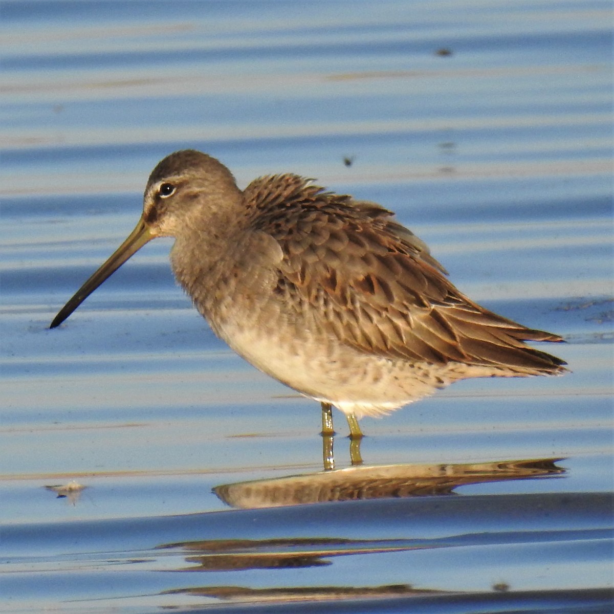 Long-billed Dowitcher - ML372938311