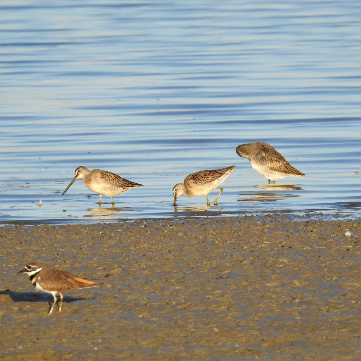 Long-billed Dowitcher - ML372938331