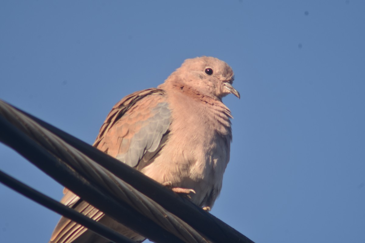 Laughing Dove - ML372938691