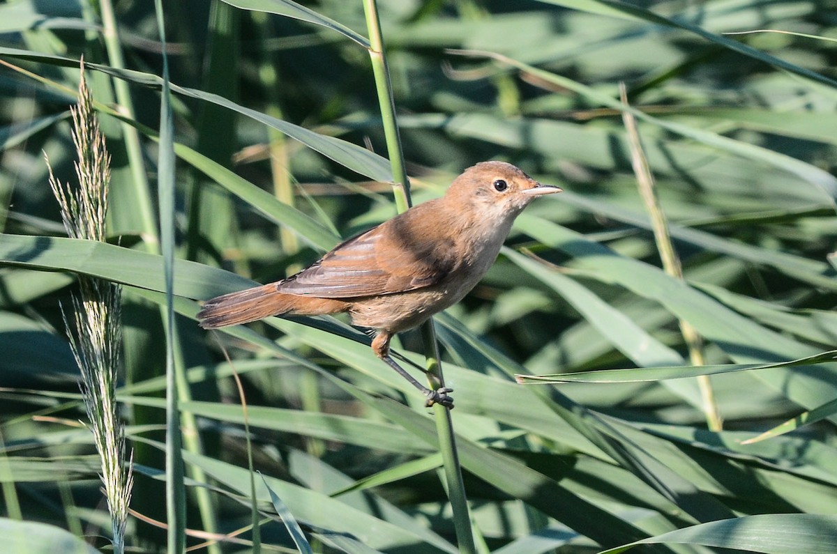 Common Reed Warbler - ML37293891