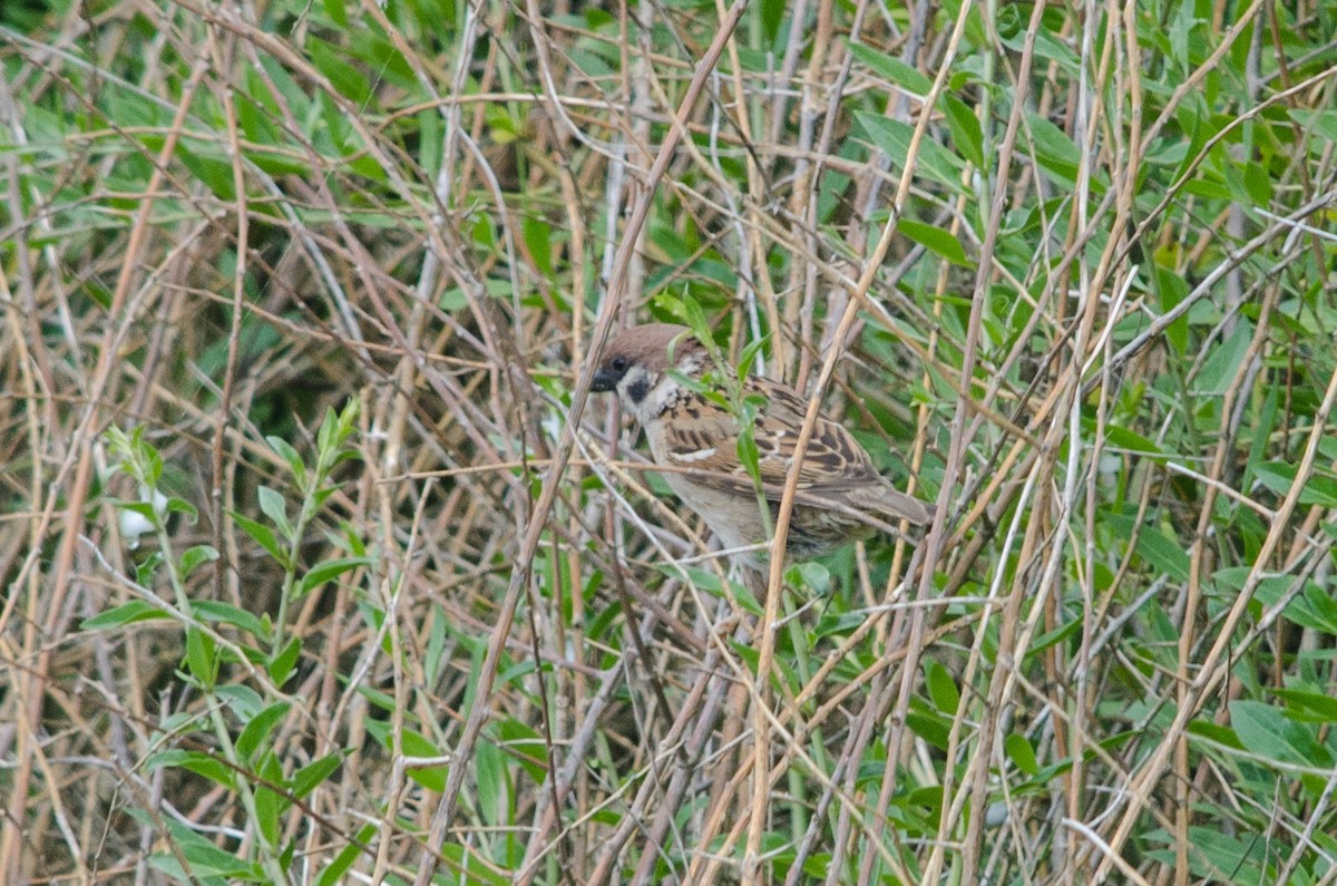 Eurasian Tree Sparrow - ML37293961