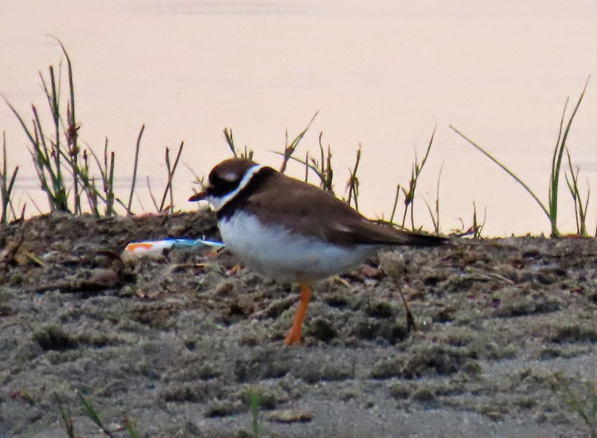 Common Ringed Plover - David Orth-Moore