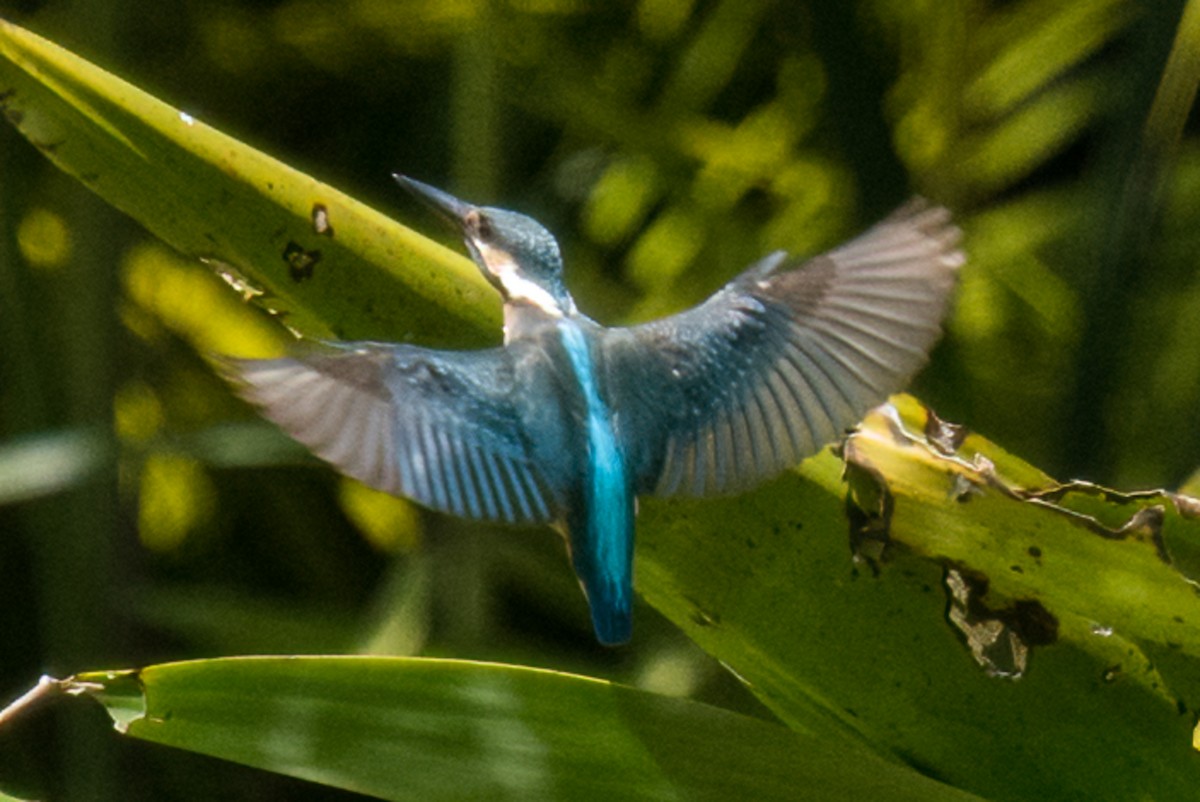 Common Kingfisher - ML372942451