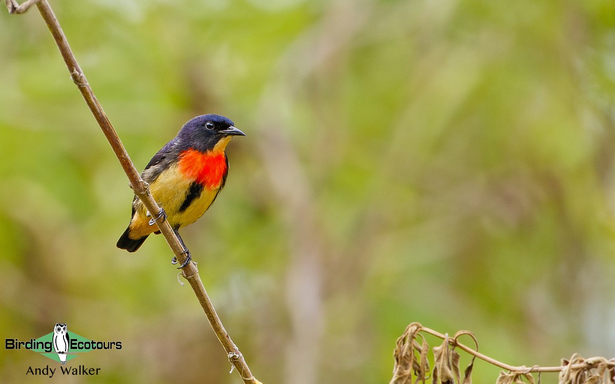 Blood-breasted Flowerpecker (Blood-breasted) - Andy Walker - Birding Ecotours