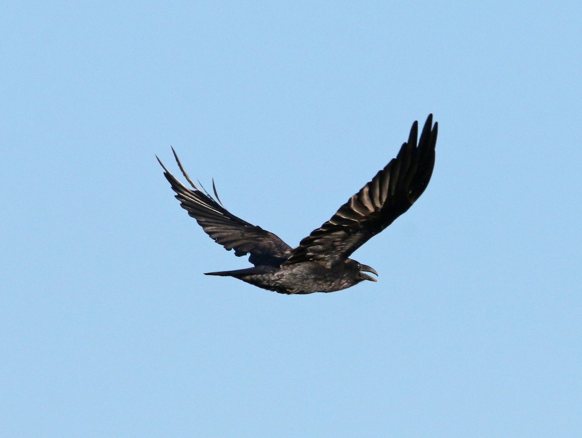 Common Raven - Beth Poole