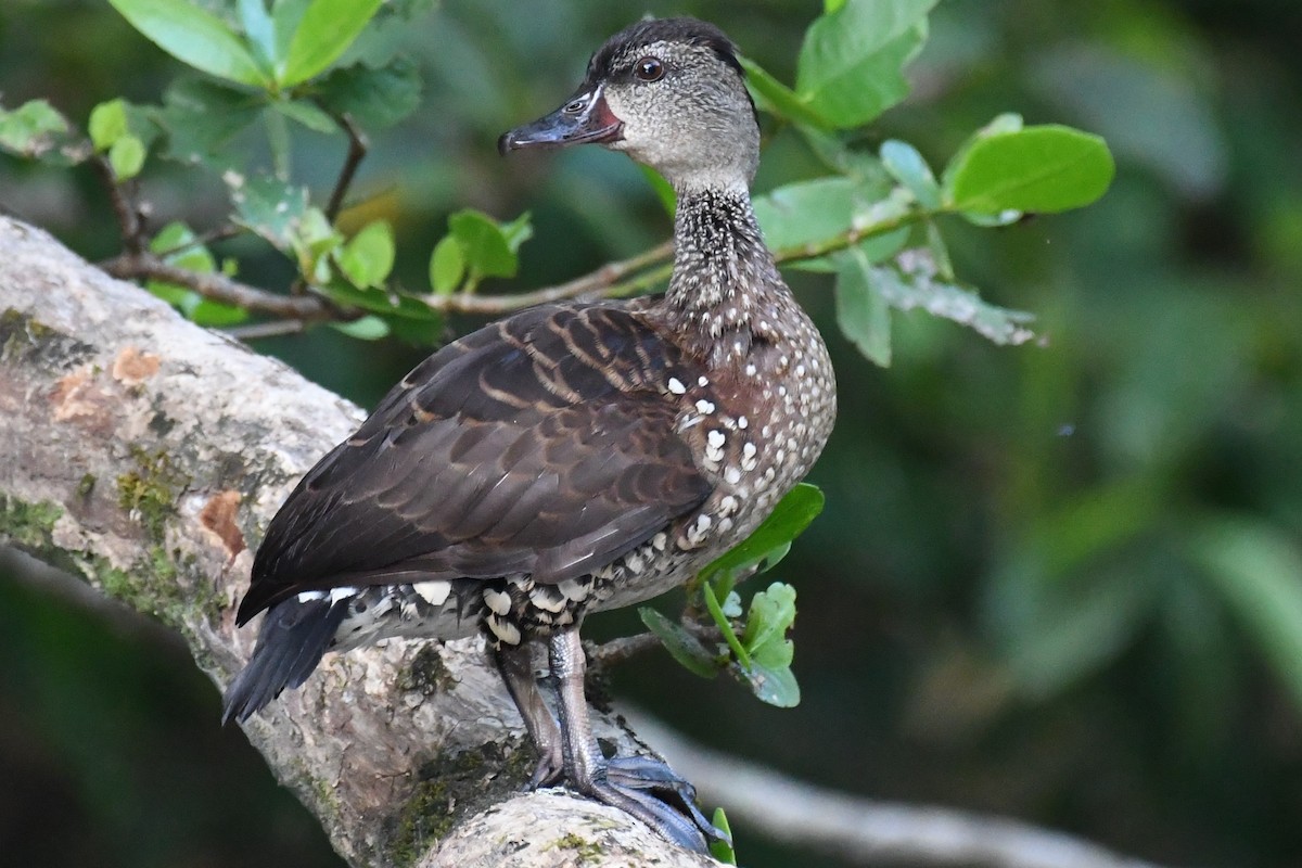 Spotted Whistling-Duck - ML372951461