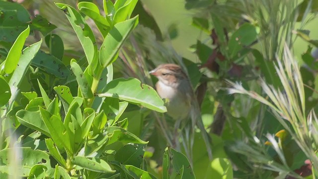 Clay-colored Sparrow - ML372954331