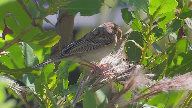 Clay-colored Sparrow - ML372954371