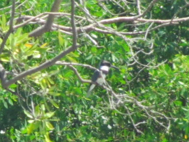 Belted Kingfisher - ML372961551