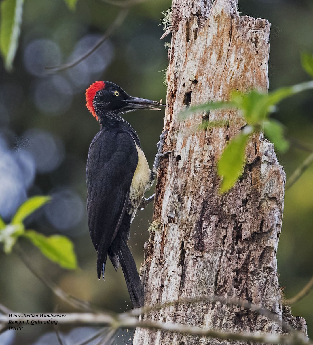 White-bellied Woodpecker - Ramon Quisumbing
