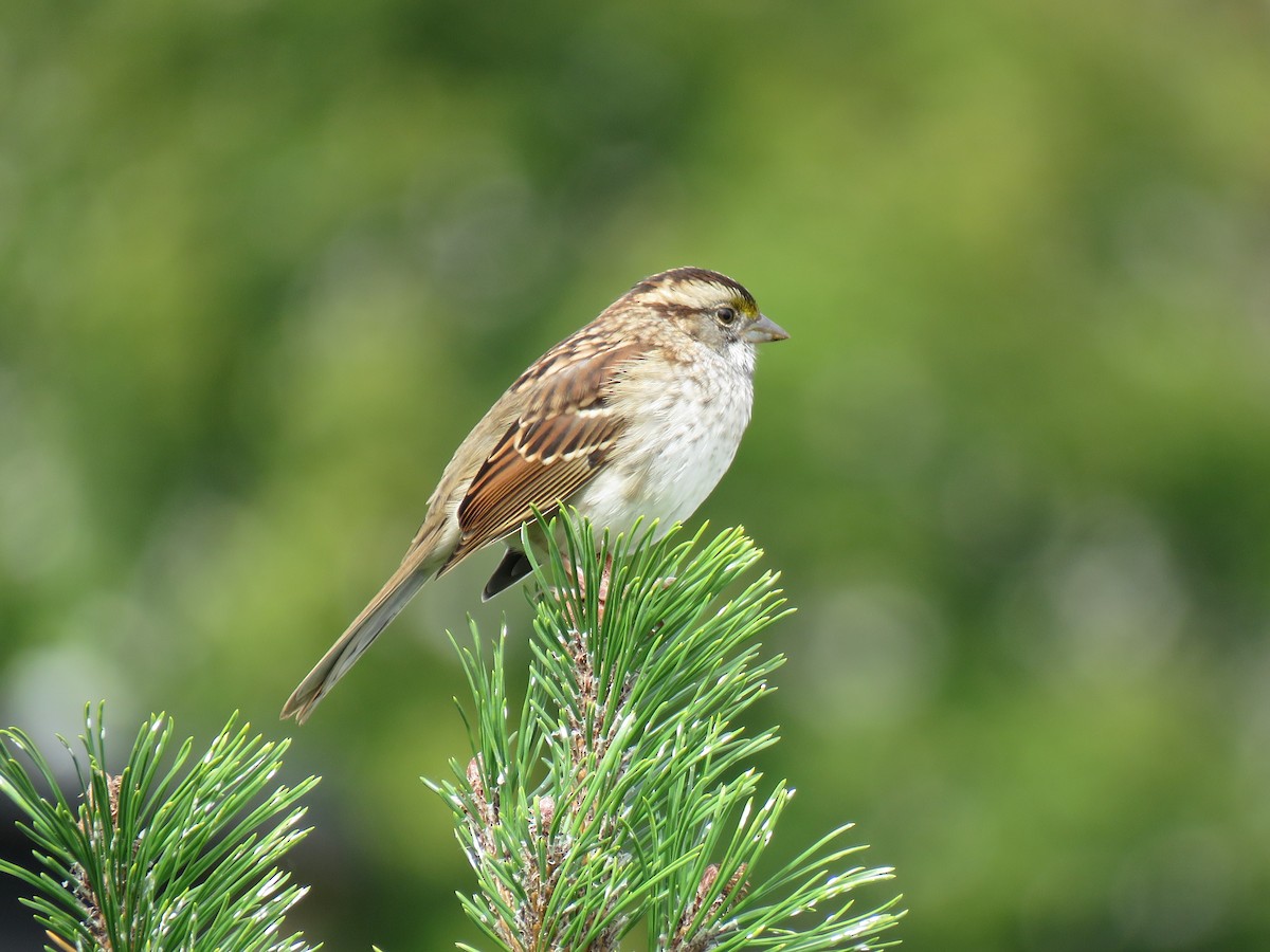 White-throated Sparrow - ML372970101