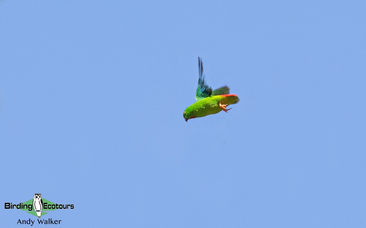 Wallace's Hanging-Parrot - ML372970521